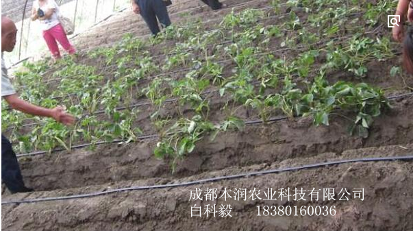 成都溫江120畝菜園滴管水肥一體化項目