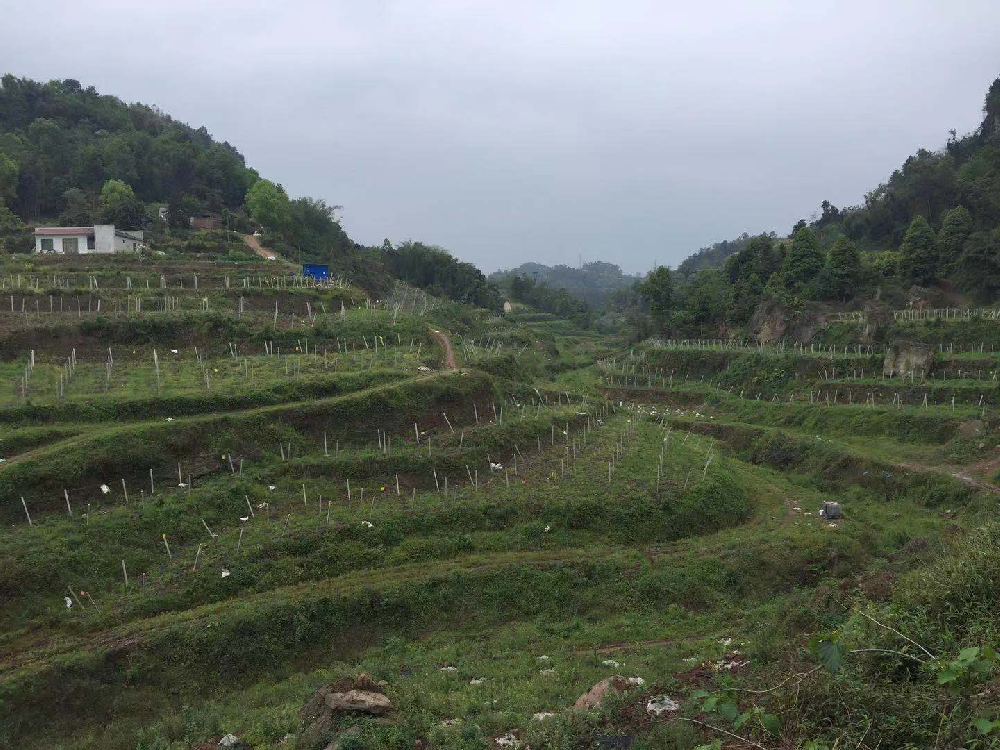 樂山市犍為縣八月瓜水肥一體化項目