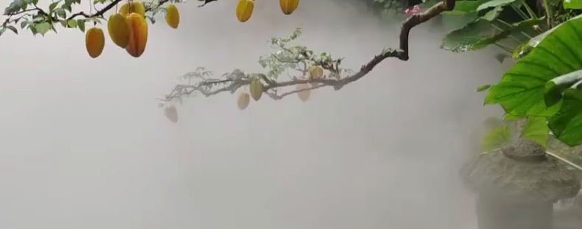 應用視頻