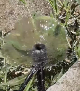 應用視頻