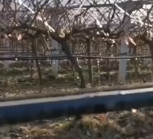 應用視頻