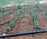 應用視頻